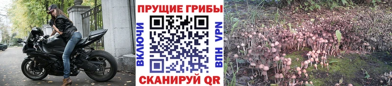 Псилоцибиновые грибы прущие грибы  Неман 